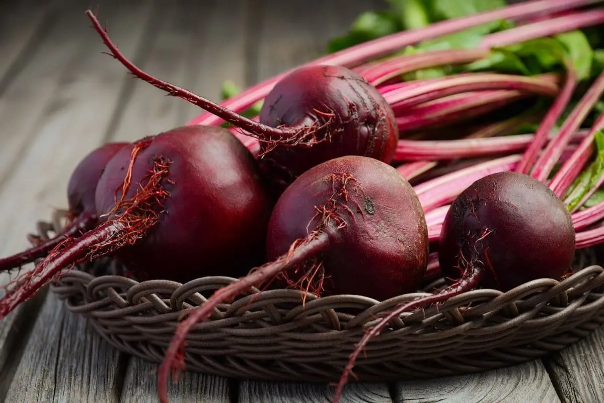 Buah Bit untuk MPASI Si Kecil