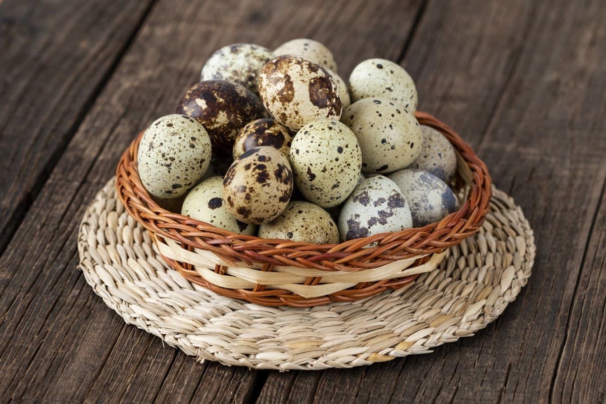 MPASI Telur Puyuh untuk Si Kecil