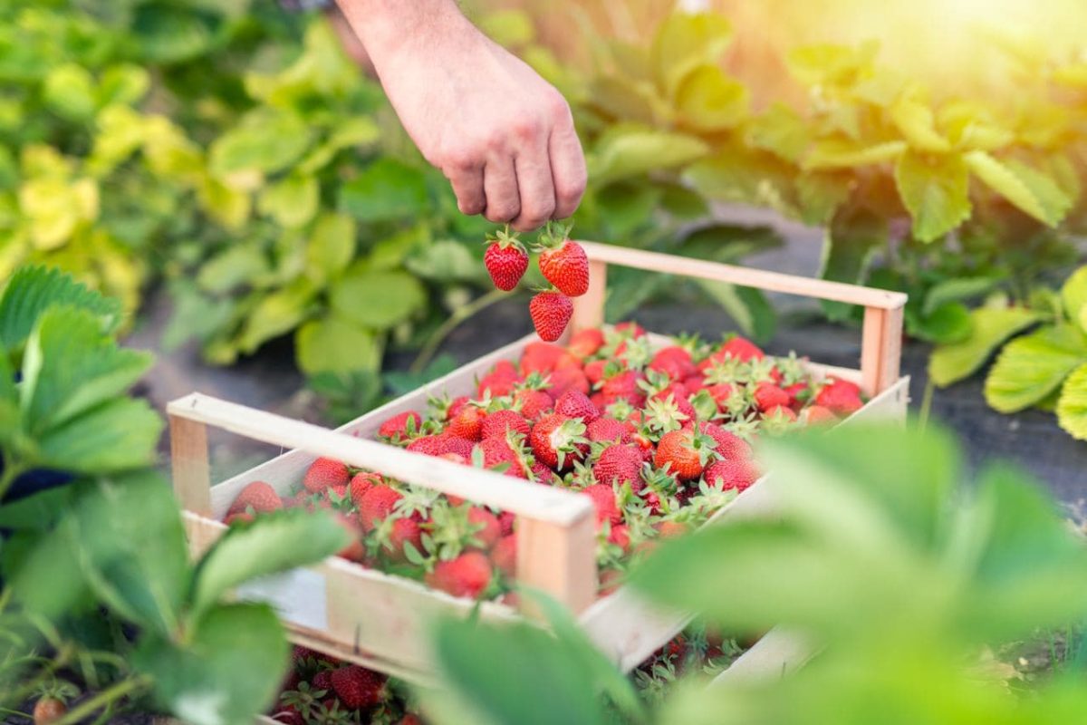 Manfaat Buah Strawberry untuk Bumil